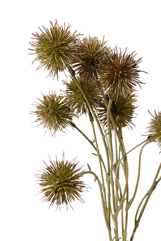 Sweet Chestnut Pod Bundle Brown