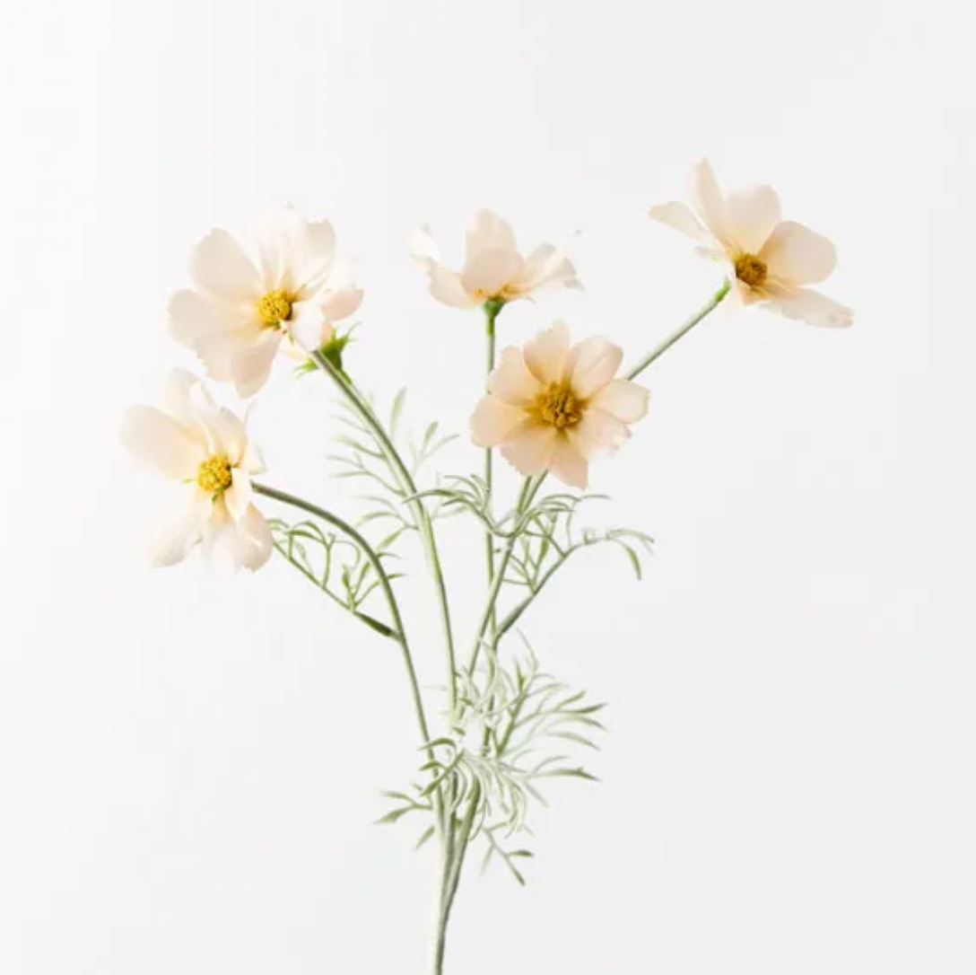 Cosmos Spray