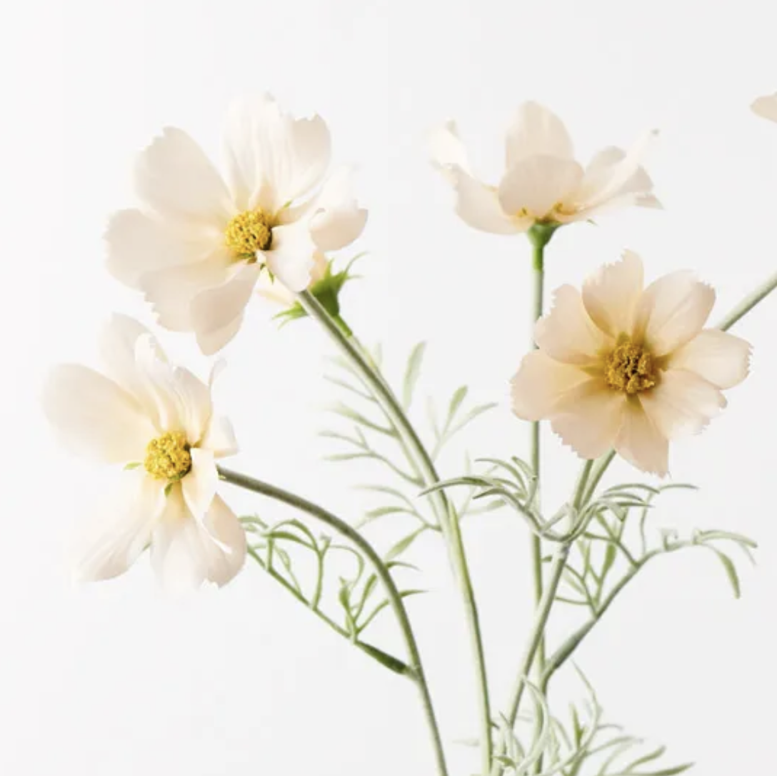 Cosmos Spray