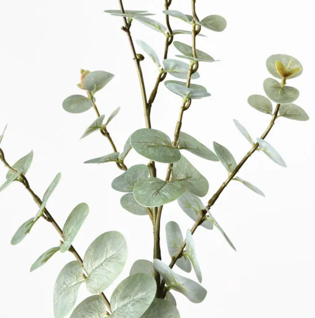Eucalyptus Spray