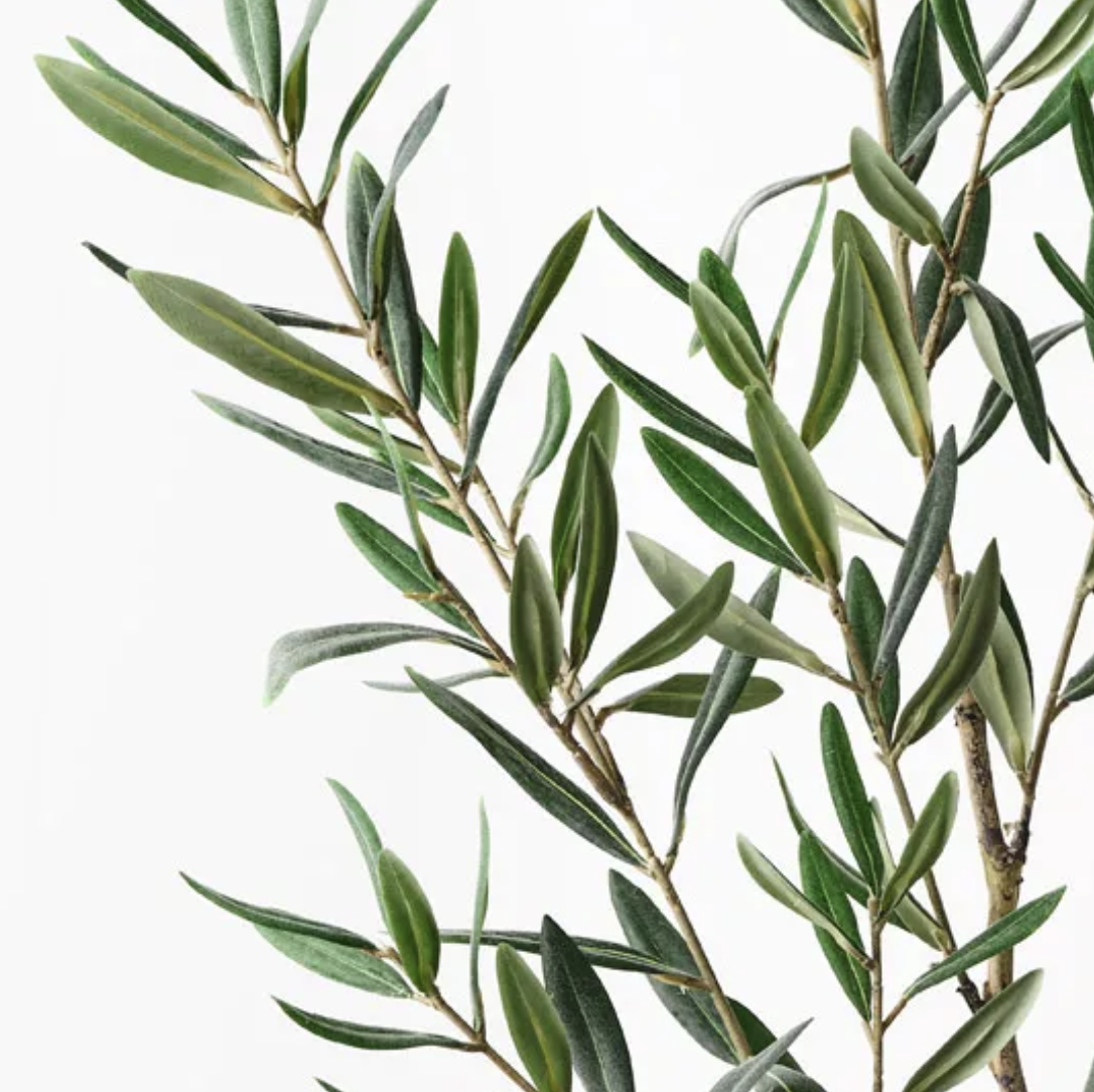 Olive Leaf Spray