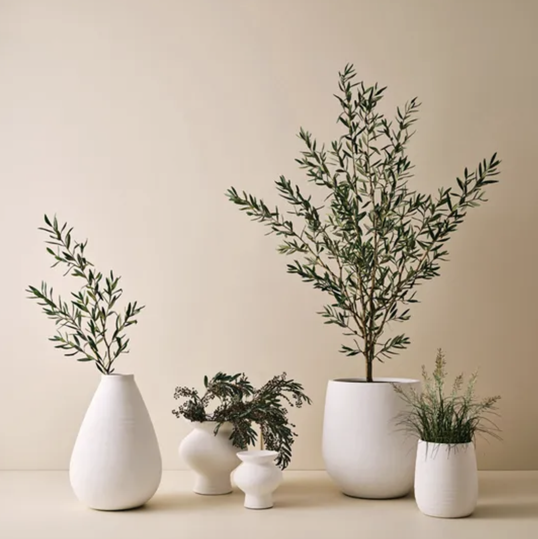 Olive Leaf Spray